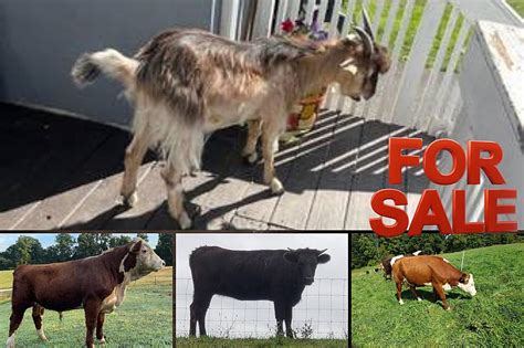 Craigslist farm livestock for sale - craigslist Farm & Garden - By Owner for sale in Springfield, MO. see also. square bales of hay. $4. Rogersville ... 16x20 all steel portable garge/barn/livestock ...